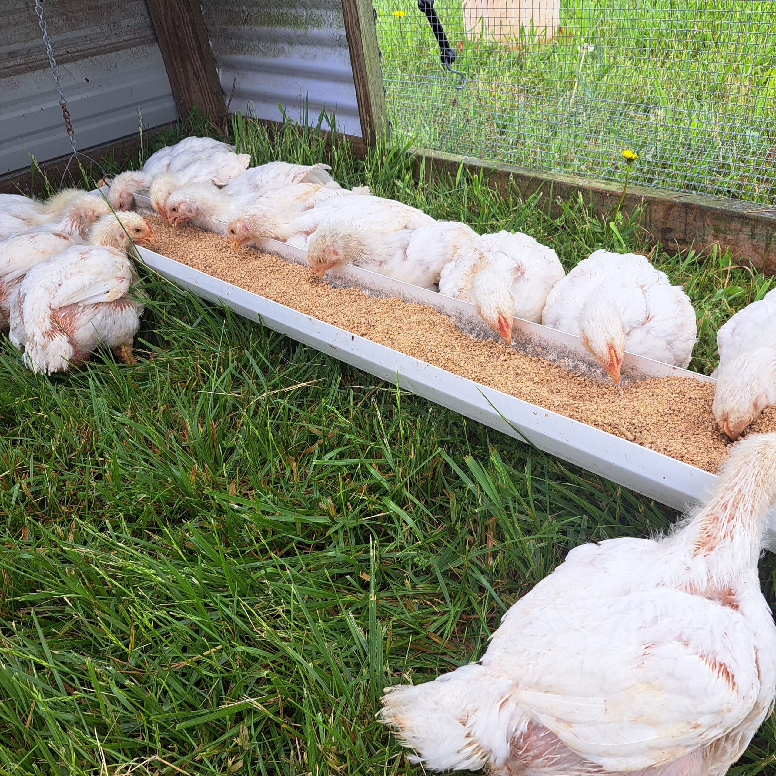 Whole Chicken Deposit - June 17 Pick Up - Image 2