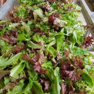 lettuce mix - Rusty Plow Farms