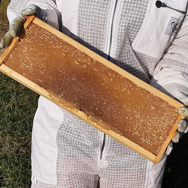 frame of capped honey - Rusty Plow Farms