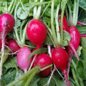 Radishes - Rusty Plow Farms