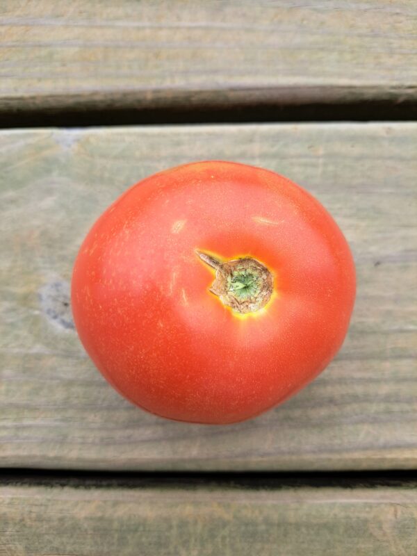 Tomato - slicer