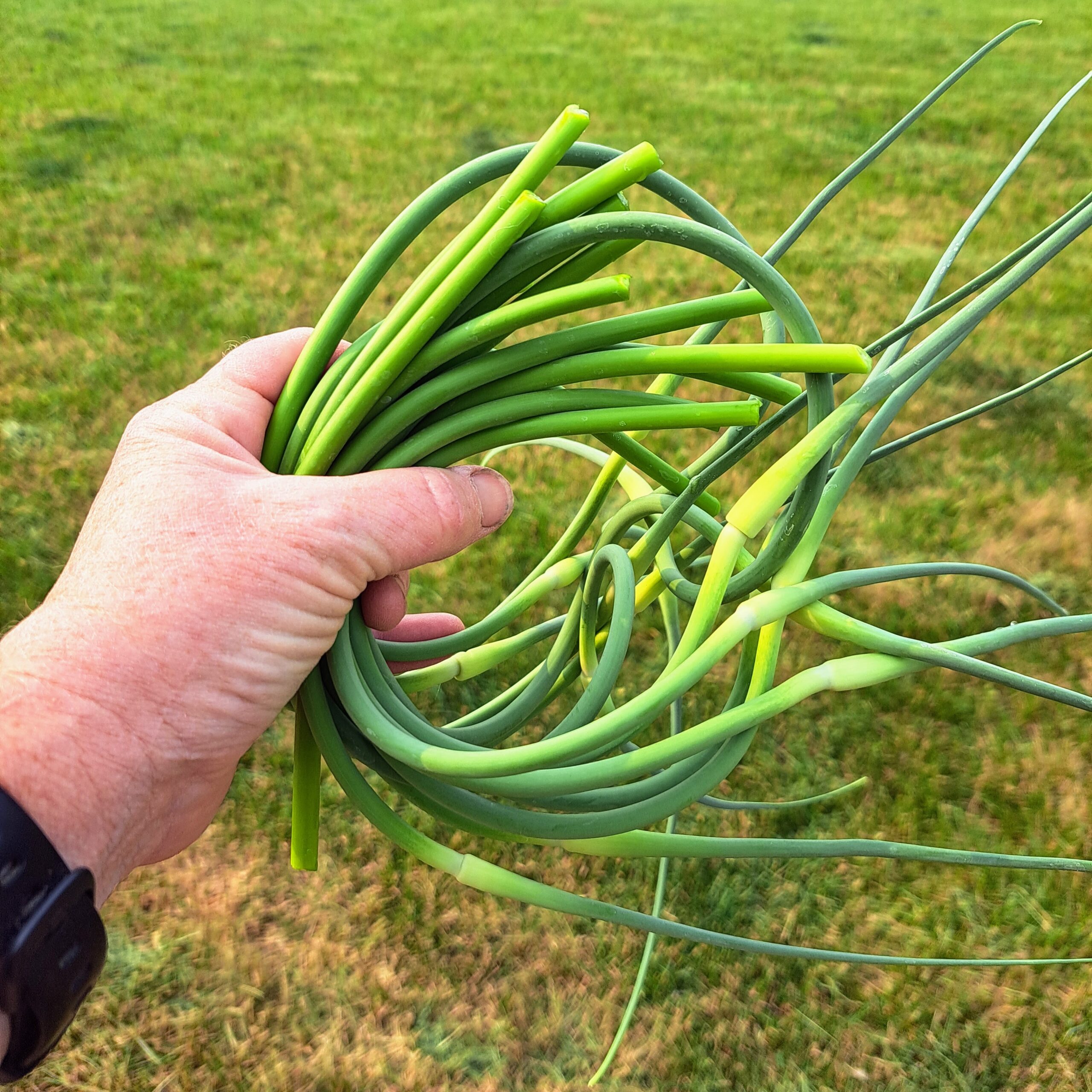 Garlic Scapes - Rusty Plow Farms